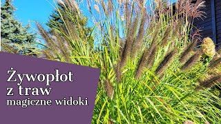 ŻYWOPŁOT Z TRAW 😇NIESAMOWITY UROK TRAW 🌾 MAGICZNE WIDOKI [upl. by Delcine]