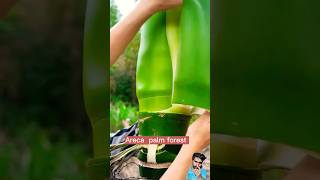 Arecanut plantation arecapalm areca ArecanutPlantation cooking food recipe [upl. by Lleuqar362]