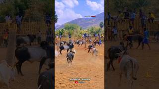 jallikattutn30salemtamil songtamilsong music anirudhbull musicgenrecowbullcalfshorts [upl. by Arron]