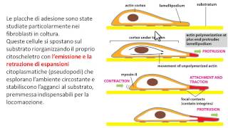 Giunzioni aderenti placche di adesione [upl. by Ahsienauq]