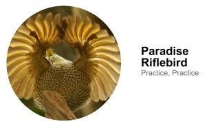 Paradise Riflebird Practice Practice [upl. by Orthman]