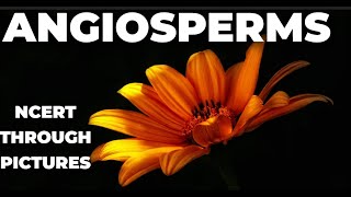 Plant kingdom 10  ANGIOSPERMS  Class 11 CBSE NCERT NEET NCERT through pictures [upl. by Ginelle]