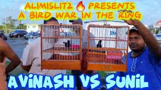 AVINASH vs SUNIL🔥🔥🔥TOWA TOWA BIRD RACE AT LUSIGNAN GUYANA 🇬🇾 BIRD GROUND 20SHOWDOWN23 🌎 [upl. by Gleich]