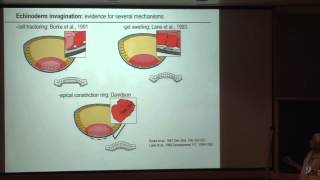 Developmental Biology II [upl. by Essilem]