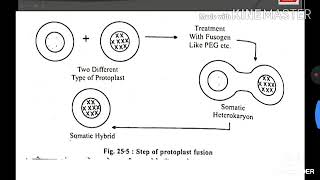 Somatic hybridization [upl. by Chang]