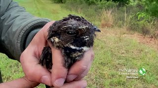 Eastern Whippoorwill  Open Wide [upl. by Alyat]