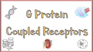 G Protein Coupled ReceptorsGPCRs  Structure Function Mechanism of Action Everything [upl. by Berlyn]