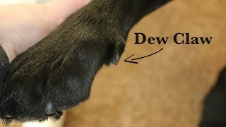 Breeder Insights Why I Dont Remove Dew Claws [upl. by Aikahs]