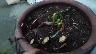 Over wintering Canna lilys Outdoors in Ireland Pots [upl. by Hoang659]