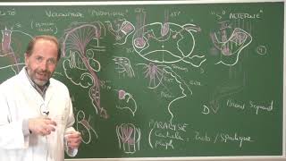 Neuroanatomie 12  Voies motrices neuroanatomie systématisation [upl. by Edmee]