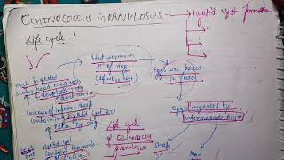 Echinococcus Granulosus Life Cycle Microbiology [upl. by Enihpled]