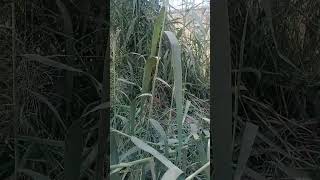 Phragmites australis Reed grass [upl. by Ban945]