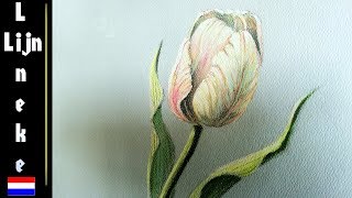 TULP tekenen Pastel Potlood tekening beginners [upl. by Mccormac]