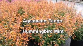 Agastache Tango Hummingbird Mint [upl. by Hameerak]