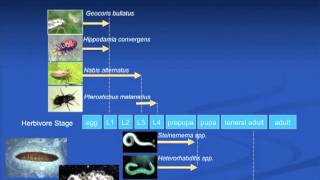 Effects of Climate Change on Insect Communities in Organic Farming Systems Webinar [upl. by Nilerual652]