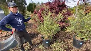 Pruning a 15 Gallon Fruitless Olive [upl. by Abekam116]