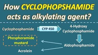 How Cyclophosphamide acts as alkylating agent [upl. by Anrat]