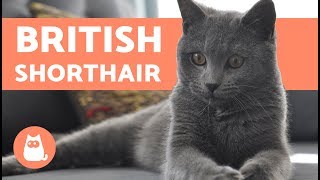 British Shorthair  CARACTÈRE ET COMPORTEMENT [upl. by Allebara378]