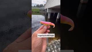 Freshwater multispecies fishing South Florida with the americansnakeheadcustoms froglet [upl. by Suoicul]