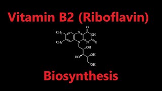 Vitamin B2 riboflavin Biosynthesis [upl. by Dielle906]