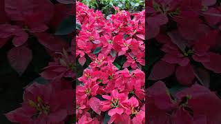 Poinsettia Plant 💐ytshort viralshorts flowers nature music music travel love [upl. by Viddah729]