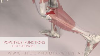 Poplietus Muscle Function Knee Flex Assist 3D Animation [upl. by Ecyarg991]