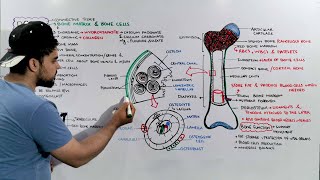 Bone tissue Structure Composition and Functions  Bone anatomy and Physiology [upl. by Enidlareg]