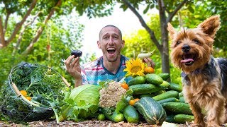 Backyard Garden HARVEST YOU Can Do THIS [upl. by Hasty398]