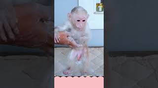 False Portrayals of Baby Monkeys on Pet Monkey Channels [upl. by Oirom557]