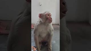 monkey funny comedy funnymonkey cute 🤩😄😄 [upl. by Gauntlett]