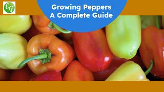 The Ultimate Pepper Growing Guide Expert Tips for a Bountiful Harvest [upl. by Atnohsal]