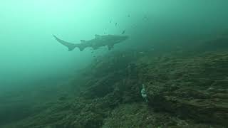 Wolf Rock Shark Shag Shack [upl. by Isaac]