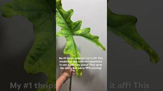 Thrips ruining your week thedevil pest thrips alocasia plantmaintenance [upl. by Udenihc]