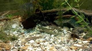 Gudgeonbarbel stone loachspined loach in fish tank [upl. by Ronen260]