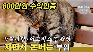 그루밍을 하는 귀여운 길고양이 촬영 자면서 쉴때도 돈이 들어오는 부업 V컬러링어도비스톡 승인 수익창출 [upl. by Chandra]