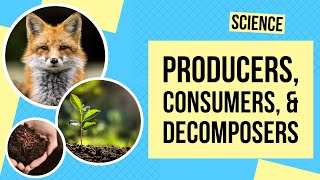 Producers Consumers and Decomposers  Science Lesson [upl. by Yreme]