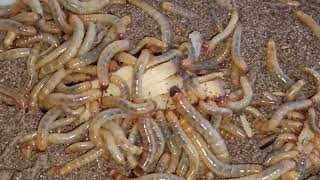 mealworms eating potatoes Animal Worldbd [upl. by Tiffani]