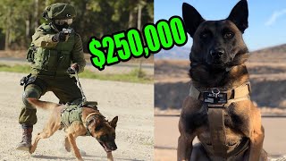 This is What a 250000 Elite Protection Dog Look like [upl. by Eric]