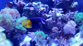 Adding a Bicolor Foxface to my 90 Gallon Reef Tank [upl. by Aelanna]