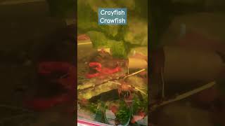 Crayfish Farming [upl. by Etep]