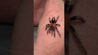 Dwarf Tarantula Cyriocosmus Elegans tarantula youtubeshorts trinidad [upl. by Aisela]