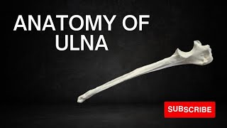 Anatomy of Ulna of Dog  Anatomy of Canine Ulna Bone  Osteology of Ulna of Dog  Dogs Ulna [upl. by Einnep568]