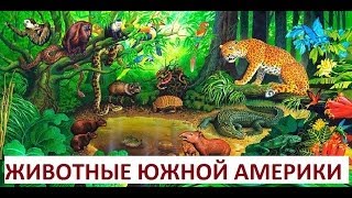 ЖИВОТНЫЕ ЮЖНОЙ АМЕРИКИ со звуками для детей от 1 до 3 лет По методике Домана Развивающий мультфильм [upl. by Adarbil132]