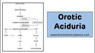 Orotic Aciduria  Pyrimidine Metabolism Disorders [upl. by Domingo]