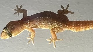 Capturing the Playful Mediterranean Gecko in a Homemade Terrarium Gecko MediterraneanGecko [upl. by Hgielyk]