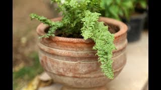 Care Tips for Fern Gardening For Beginners [upl. by Nappy798]