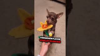 Hast du einen davon hund tierliebe wissenswert tiere hunde doglover [upl. by Sabine]