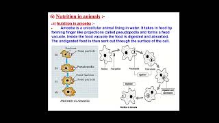 Biology class 10th nutrition in amoeba with easy notes [upl. by Eyllib]