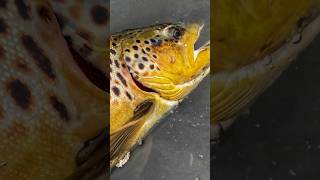 BURT DAM brown trout jig bite Catching lake run browns on jigs and wax worms [upl. by Elitnahc]