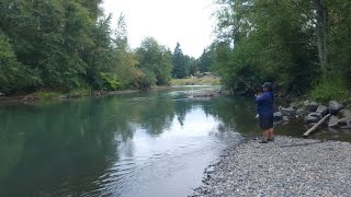 Nisqually River king Salmon [upl. by Latyrc]